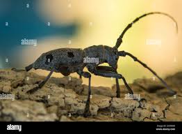 Attēlu rezultāti vaicājumam “Monochamus urussovi”