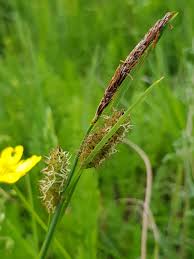 Attēlu rezultāti vaicājumam “Carex globularis flower”