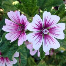 Image result for Malva sylvestris