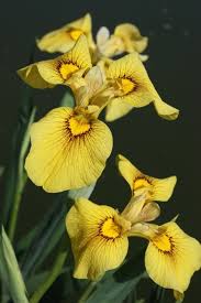 Attēlu rezultāti vaicājumam “Iris pseudacorus flower”