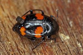 Attēlu rezultāti vaicājumam “Scaphidium quadrimaculatum”