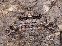 Attēlu rezultāti vaicājumam “Cleora cinctaria”