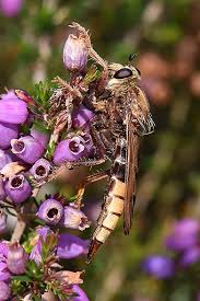 Attēlu rezultāti vaicājumam “Asilus crabroniformis”