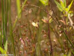 Attēlu rezultāti vaicājumam “Utricularia minor bud”