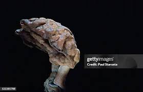 Attēlu rezultāti vaicājumam “Gyromitra infula”