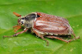 Attēlu rezultāti vaicājumam “Melolontha melolontha imago”