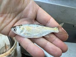 Image result for Hypophthalmichthys molitrix