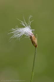 Attēlu rezultāti vaicājumam “Trichophorum alpinum flower”