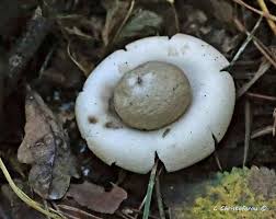 Attēlu rezultāti vaicājumam “Geastrum fimbriatum”