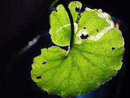 Attēlu rezultāti vaicājumam “Phytomyza minuscula”