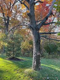 Attēlu rezultāti vaicājumam “Bjerkandera adusta”