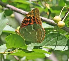 Attēlu rezultāti vaicājumam “Argynnis laodice underside”