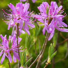 Image result for haaga tehron