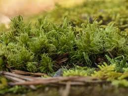 Attēlu rezultāti vaicājumam “Dicranum spurium”