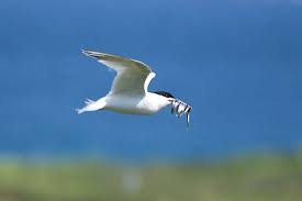 Attēlu rezultāti vaicājumam “Sterna sandvicensis adult”