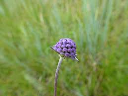 Attēlu rezultāti vaicājumam “Succisa pratensis flower”