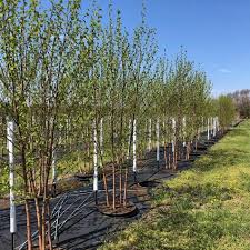 Attēlu rezultāti vaicājumam “Betula papyrifera”