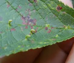 Attēlu rezultāti vaicājumam “Eriophyes padi”
