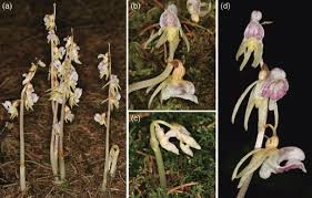 Attēlu rezultāti vaicājumam “Epipogium aphyllum”