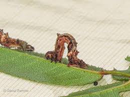 Attēlu rezultāti vaicājumam “Selenia dentaria imago”