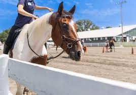 Image result for Annandale Equestrian Centre