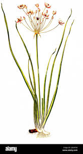 Attēlu rezultāti vaicājumam “Butomaceae”