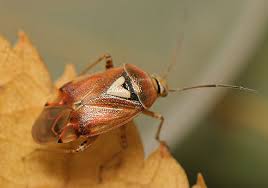 Attēlu rezultāti vaicājumam “Lygus pratensis imago”