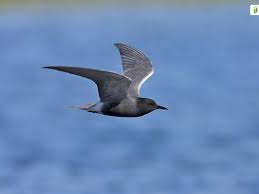 Attēlu rezultāti vaicājumam “Chlidonias niger eggs”