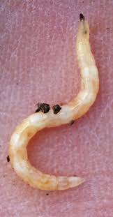 Attēlu rezultāti vaicājumam “Therevidae larva”