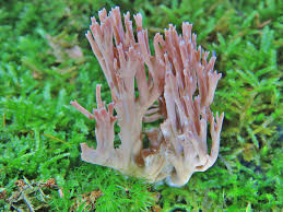 Attēlu rezultāti vaicājumam “Clavulina amethystina”