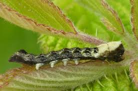 Attēlu rezultāti vaicājumam “Thyatira batis imago”