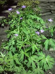 Attēlu rezultāti vaicājumam “Geranium sylvaticum bud”