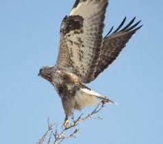 Attēlu rezultāti vaicājumam “Buteo lagopus adult”