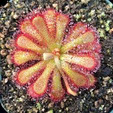 Image result for Drosera