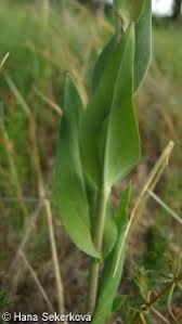 Attēlu rezultāti vaicājumam “Arabis glabra”