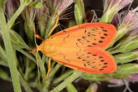 Attēlu rezultāti vaicājumam “Miltochrista miniata”