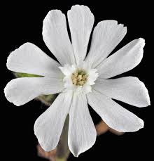 Attēlu rezultāti vaicājumam “Silene latifolia subsp. alba flower”