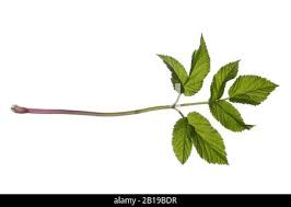 Attēlu rezultāti vaicājumam “Aegopodium podagraria leaf”