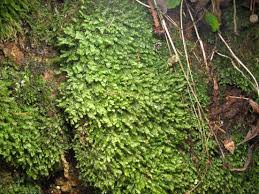 Attēlu rezultāti vaicājumam “Plagiochila porelloides”