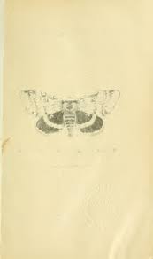 Attēlu rezultāti vaicājumam “Chionaspis salicis imago”