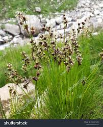 Attēlu rezultāti vaicājumam “Juncus alpinoarticulatus”