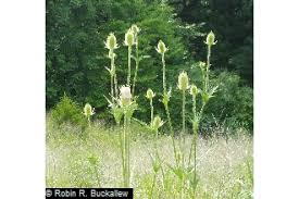 Image result for Dipsacus laciniatus