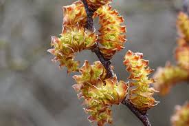 Attēlu rezultāti vaicājumam “Myrica gale male flower”