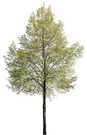 Attēlu rezultāti vaicājumam “Tilia cordata”