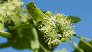 Attēlu rezultāti vaicājumam “Tilia cordata flower”