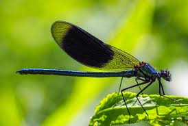 Attēlu rezultāti vaicājumam “Calopteryx splendens”
