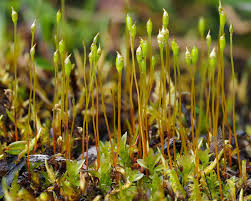 Attēlu rezultāti vaicājumam “Tortula lingulata macro”