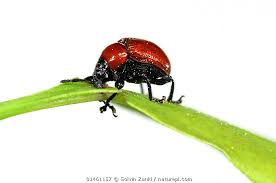 Attēlu rezultāti vaicājumam “Attelabus nitens”