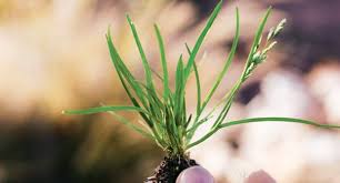 Attēlu rezultāti vaicājumam “Poa remota bud”