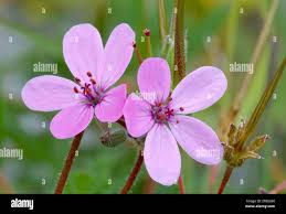 Attēlu rezultāti vaicājumam “Erodium cicutarium flower”